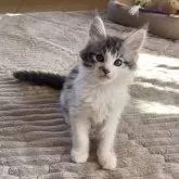 メインクーン【茨城県・男の子・2024年9月15日・シルバータビー&ホワイト】の写真4