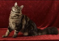 メインクーン【・男の子・2018年8月18日・ブラウンタビー】