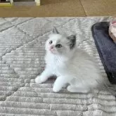 ラグドール【茨城県・男の子・2024年3月2日・ブルーポイントバイカラー】の写真4