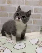 ブリティッシュショートヘア【茨城県・男の子・2019年1月25日・ブルー&ホワイト】の写真5