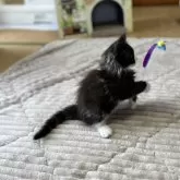 メインクーン【茨城県・女の子・2024年2月20日・ブラックスモーク&ホワイト】の写真5