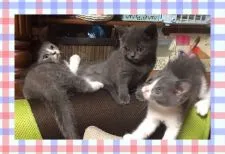 ブリティッシュショートヘア【茨城県・男の子・2017年6月1日・ブルー】の写真5「真ん中が僕です☆彡」