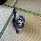 メインクーン【茨城県・女の子・2025年8月9日・ブラウンティックドタビー】の写真10