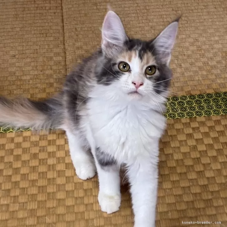 メインクーン【茨城県・女の子・2025年6月15日・ダイリュートキャリコ】の写真1