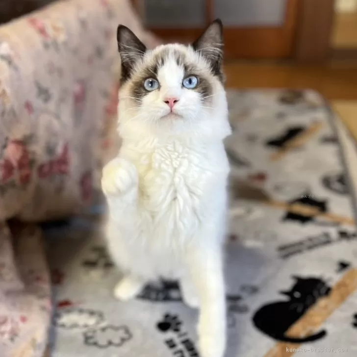 ID：2411-02799の子猫