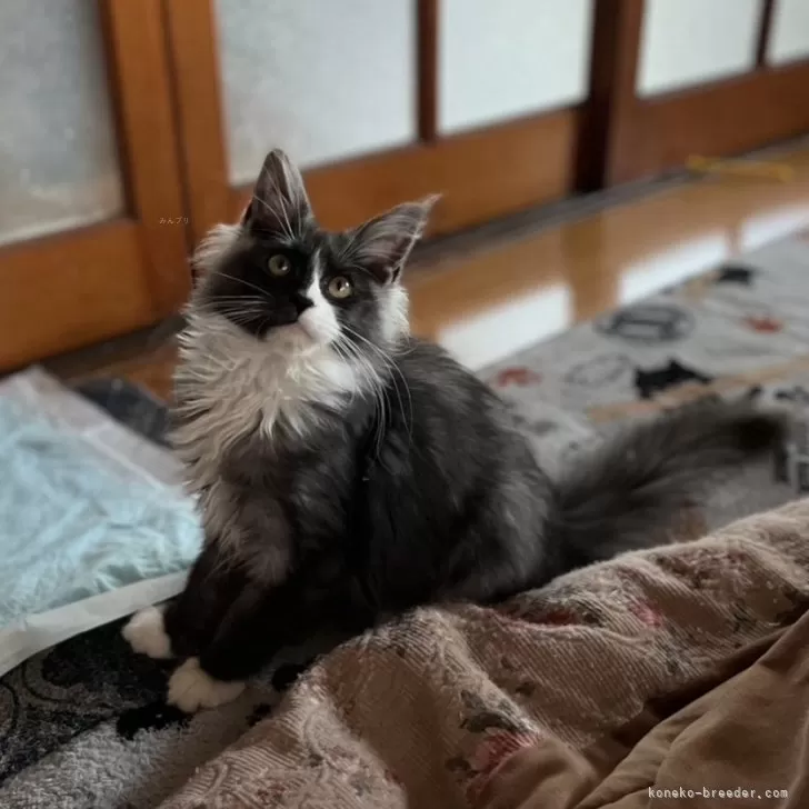 ID：2412-00992の子猫