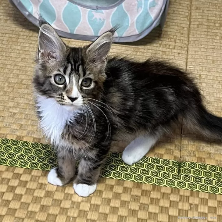 ID：2505-03393の子猫