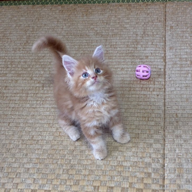 K.H 様のお迎えした子猫