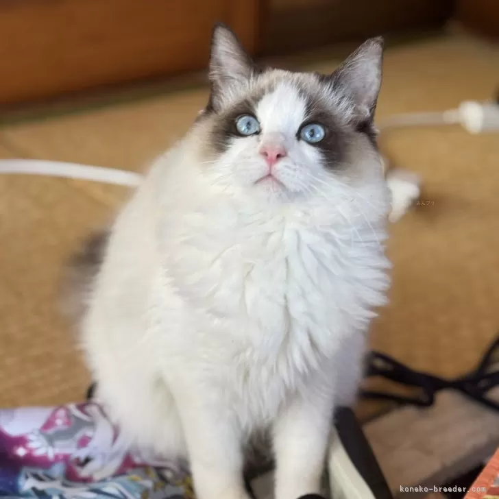 ID:2409-02396の子猫