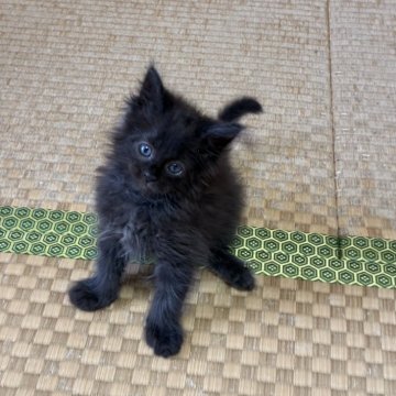 メインクーン【茨城県・男の子・2025年8月5日・ブラックスモーク】の写真「レアカラー！魅惑のイケメンくん」