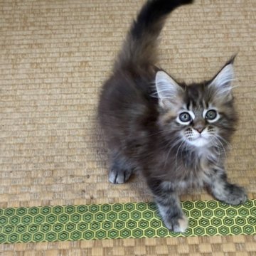 メインクーン【茨城県・女の子・2025年8月9日・ブラウンティックドタビー】の写真「タイプもお顔も性格もよし！」