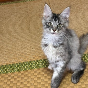 メインクーン【茨城県・女の子・2025年6月15日・シルバーパッチドタビー】の写真「とっても甘えんぼさんです！！」