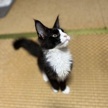 メインクーン【茨城県・女の子・2025年4月8日・ブラックスモーク&ホワイト】の写真「とっても人懐っこい子です！」