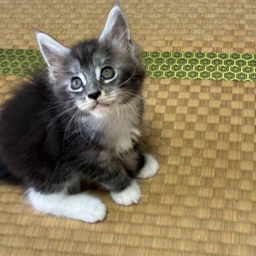 メインクーン【茨城県・男の子・2025年8月9日・シルバーティックドタビー&ホワイト】の写真「とってもタイプの良い穏やかな子です！」