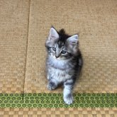 メインクーン