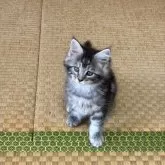 メインクーン
