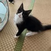 メインクーン