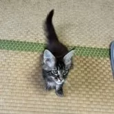 メインクーン【茨城県・女の子・2025年8月9日・ブラウンティックドタビー】の写真4