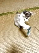 メインクーン【茨城県・女の子・2025年6月15日・ダイリュートキャリコ】の写真4