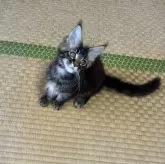 メインクーン【茨城県・女の子・2025年8月9日・ブラウンティックドタビー】の写真6