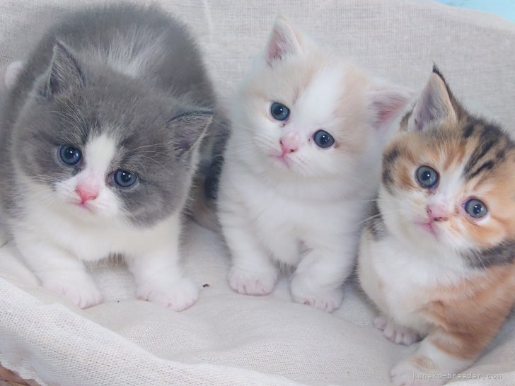 可愛らしい子猫産まれています⭐｜杉野　洋子(すぎの　ようこ)ブリーダー(東京都・マンチカンなど・CTS登録)の紹介写真7