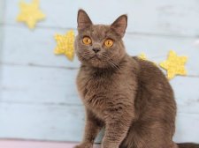 ブリティッシュショートヘア【・女の子・2023年6月21日・ブルー】