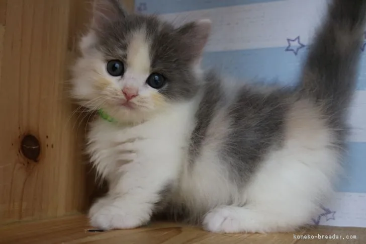 ID:1708-00267の子猫