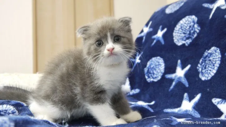 アヤカ 様のお迎えした子猫