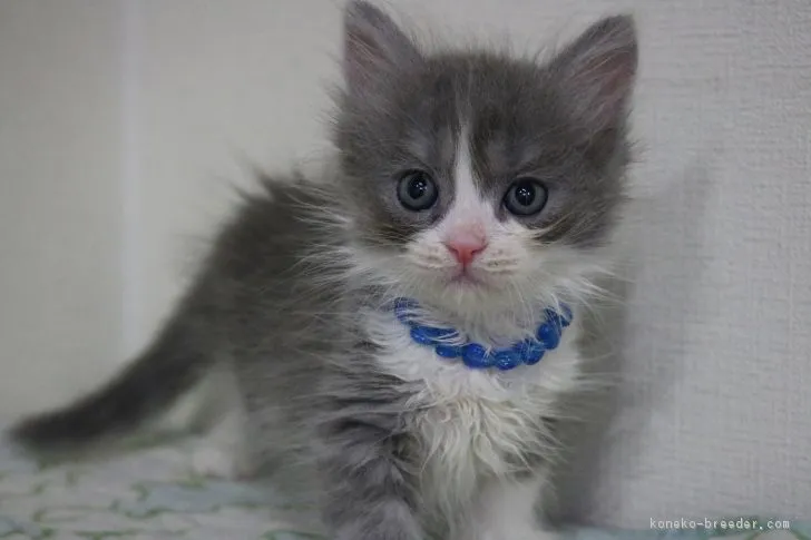 クワタ 様のお迎えした子猫