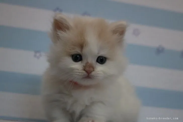 ID：1712-01009の子猫