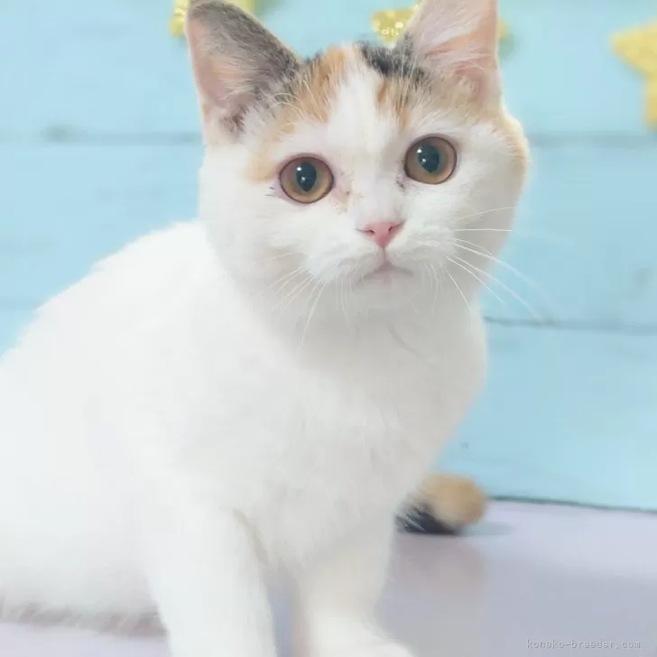 ID:2405-02399の子猫