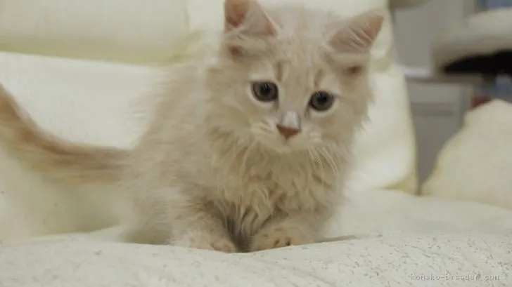 ピノ 様のお迎えした子猫