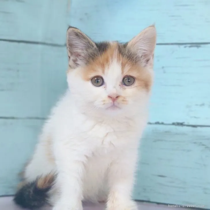 ID:2311-02209の子猫