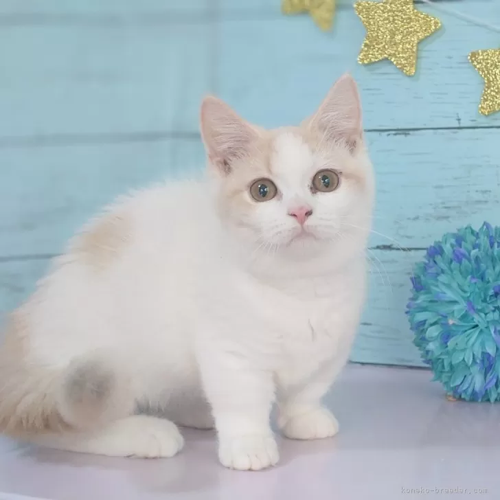ID:2407-01444の子猫