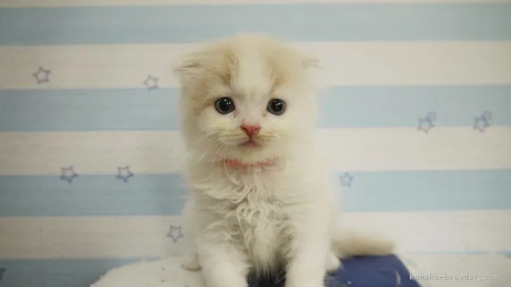 ID:1806-00984の子猫