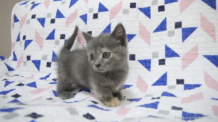 テンテン 様のお迎えした子猫