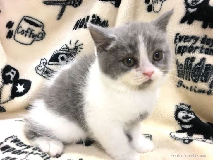 ID:2002-00765の子猫