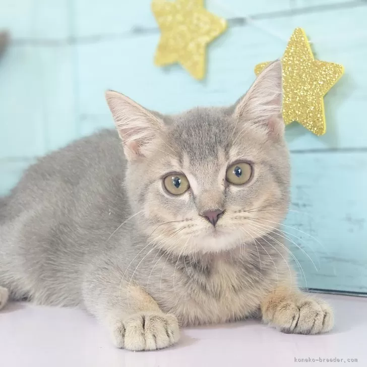 ID:2404-01535の子猫