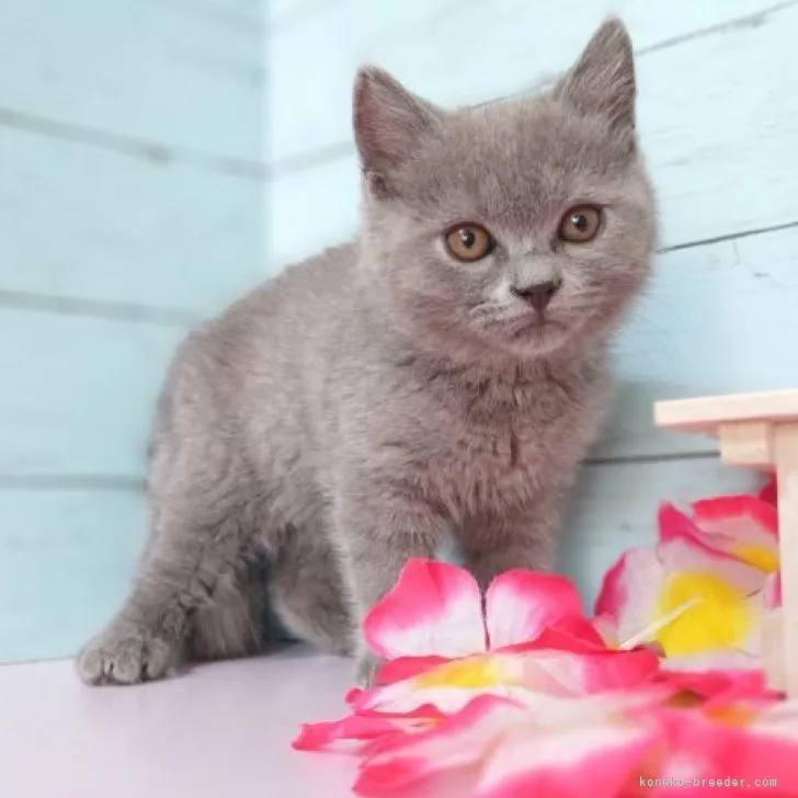 ID:2307-02116の子猫