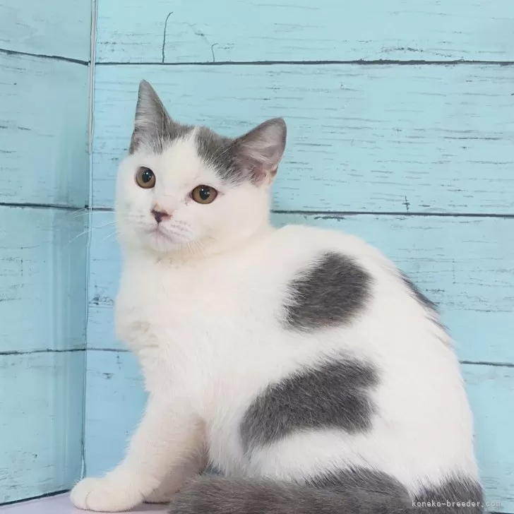 ID:2310-02858の子猫