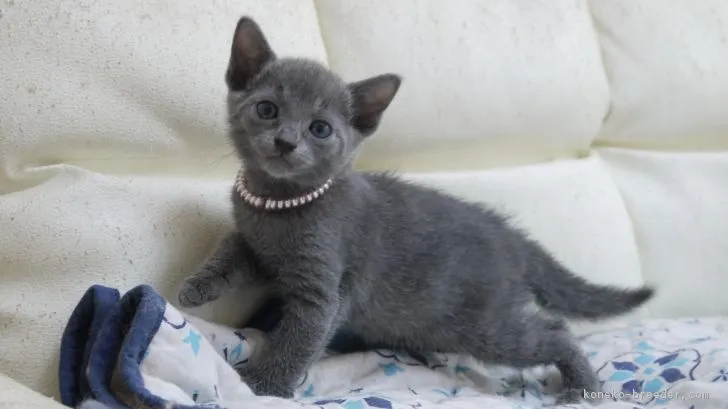 あー 様のお迎えした子猫