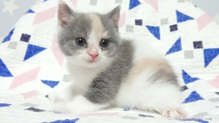 ID:2001-01356の子猫