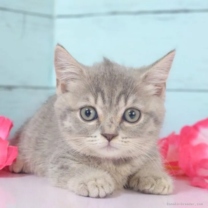 ID:2308-02254の子猫
