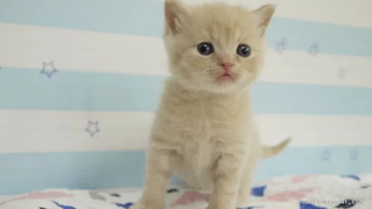 ID:1811-01187の子猫