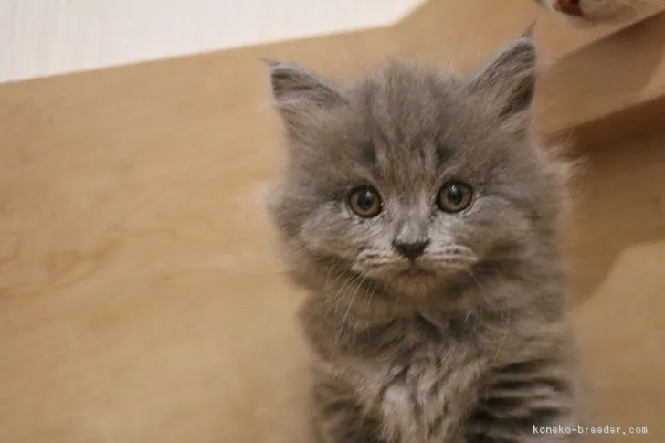 ID:1710-01285の子猫
