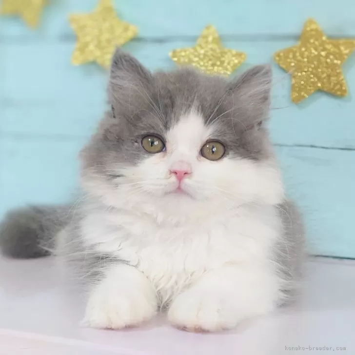 ID：2406-01799の子猫
