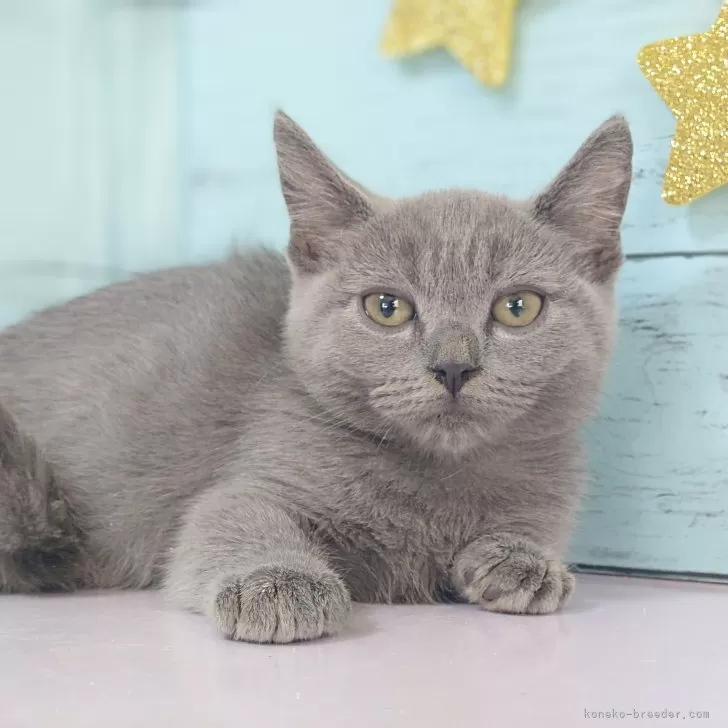 ID：2404-01524の子猫