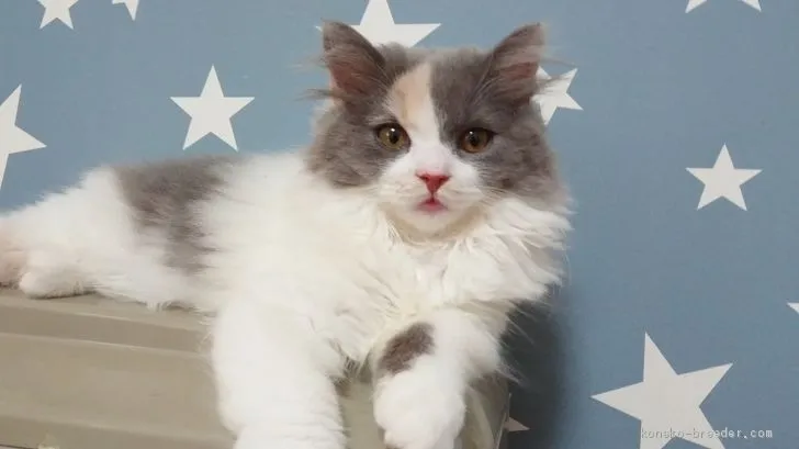 ID：2004-00668の子猫