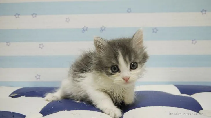 ID：1806-01034の子猫