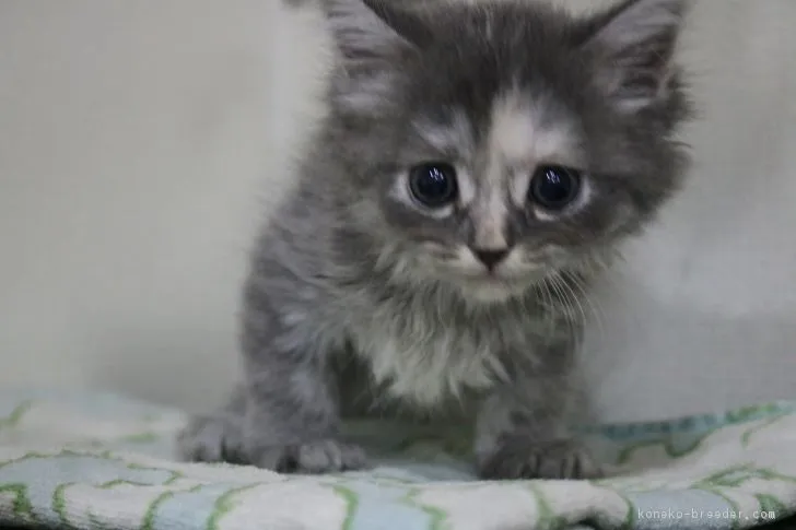zakkisan 様のお迎えした子猫
